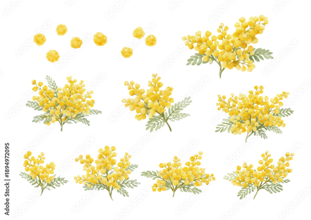 Obraz premium ミモザの花 水彩イラストセット 春の黄色い花 ボタニカル素材