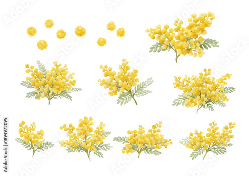 ミモザの花 水彩イラストセット 春の黄色い花 ボタニカル素材