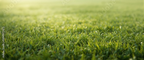 Green grass field texture as background