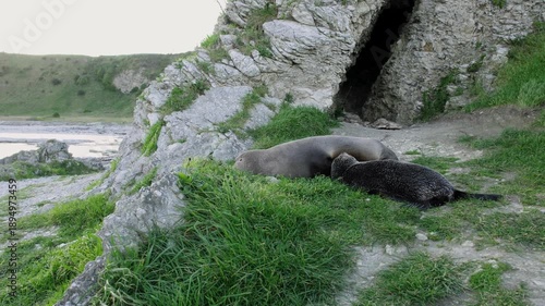 A young seal is lying by its mother on a rocky bay, suckling peacefully on a windy afternoon. a 4K video clip, Kaikoura, New Zealand.