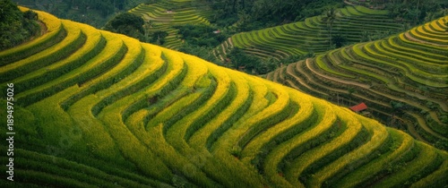 Aerial perspective of lush ...