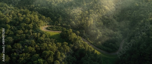 Road surrounded by dense fo...