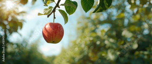Close-up of a red apple res...