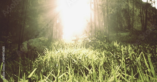 Cuadro en lienzo Sunlit forest clearing with dewy grass and warm rays, golden glow filtering thro