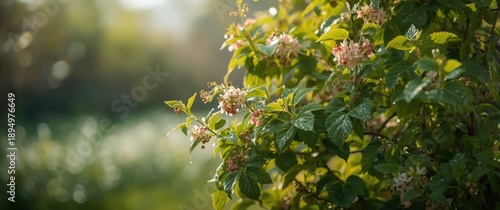 Garden scene with blooming ...