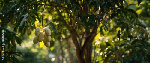 Small white fruits growing ...