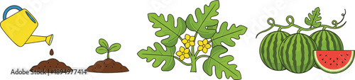 Watermelon growth stages from seedling to ripe fruit with watering and flowering plant gardening illustration design