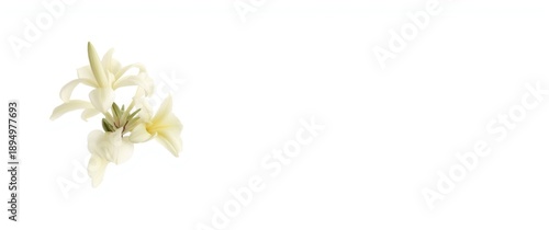 Frangipani flower in yellow...