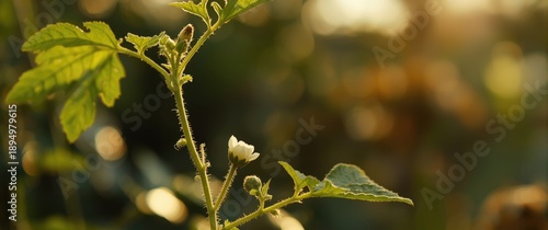 Young cucumber plant with d...