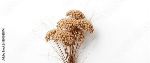 Autumn meadow flowers featu...