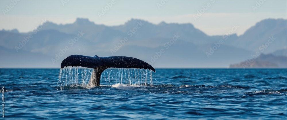 Fototapeta premium Ocean view with a Whale tail in a Bay, water dripping from the tail
