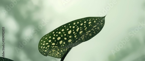 Underside of Daa Begonia Ma...