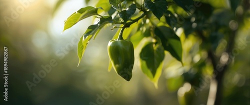 Green pepper from organic g...
