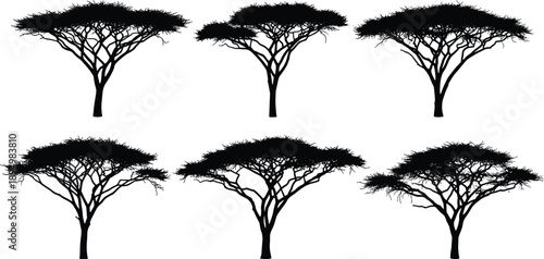 Acacia tree silhouette set, African savanna nature collection, flat top trees, black botanical vector illustration isolated