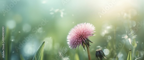 Beautiful flower in close-u...