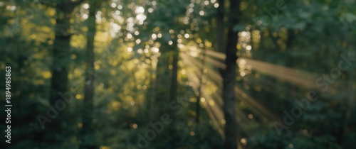 Hazy Green Woods Featuring ...