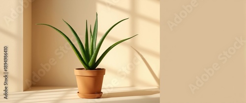 Aloe plant in a flowerpot i...