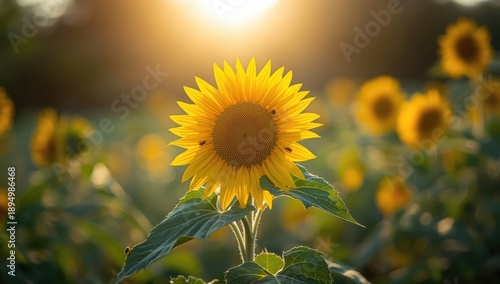 Bright sunflower with open petals basking in sunlight, highlighting seasonal floral display