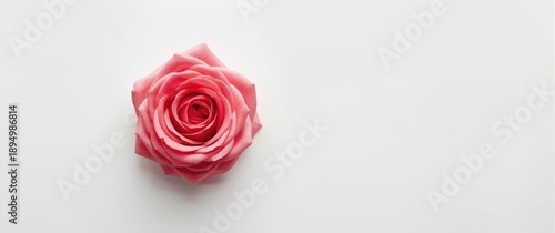 Beautiful Pink Rose Flower in bright color, isolated on white background with studio lights