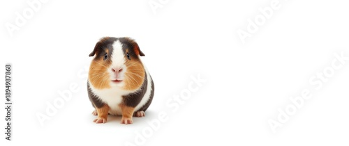 Cute guinea pig with a tric...