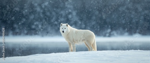Polar wolves against a blur...