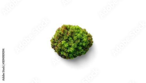 Single green moss patch on ...