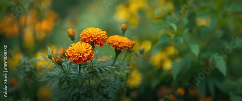 Close-up shot of Marigold flowers (Tagetes erecta, Mexican, Aztec or African marigold) blooming in the garden