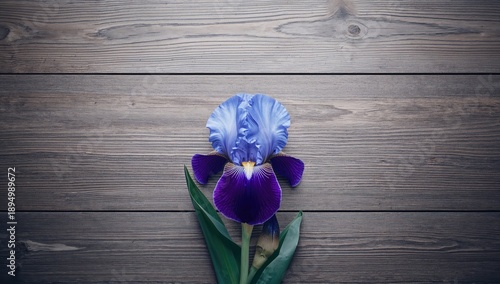 Single iris flower placed o...
