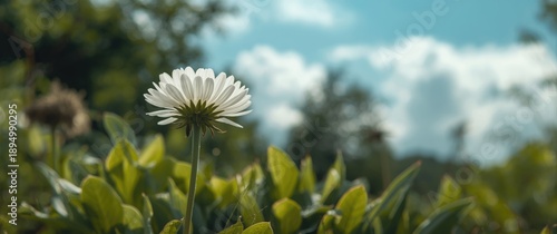 A flower ready to withstand the weather, whether favorable or harsh