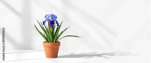 Spring iris with blue color in a pot isolated on white background