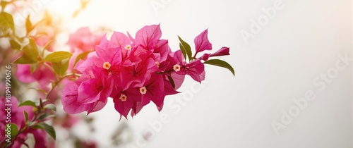 Bougainvillea flowers in pink