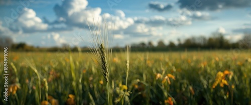 Beautiful scene with fresh ...