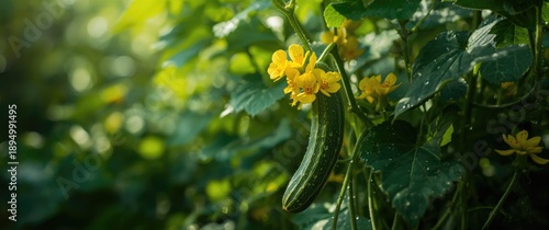 Cucumber plant in garden showing ripening yellow flowers