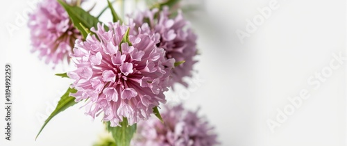 Globe Amaranth displayed on...