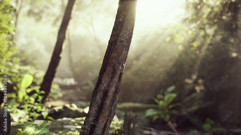 Fototapeta premium Sun rays shining through the fog in a dense tropical forest, illuminating the trees.