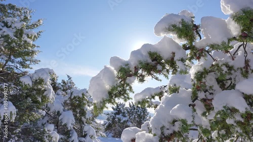 Snow and winter in mountain forest at daylight.