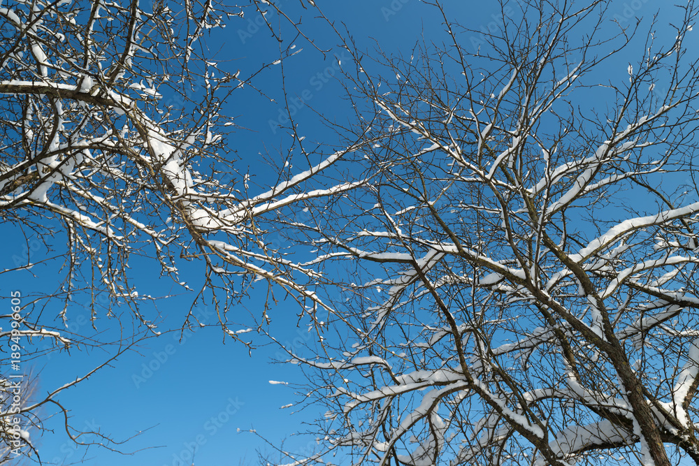 Obraz premium Serene winter landscape emphasizing simplicity and seasonal beauty, Peaceful bare tree branches against vivid blue sky create minimalist seasonal imagery for social media
