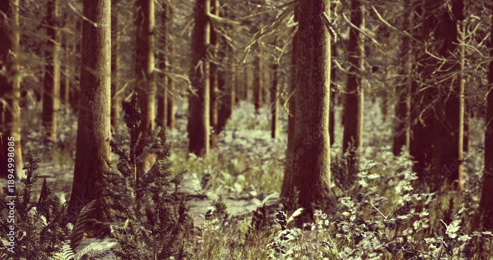 Obraz premium A serene forest filled with tall trees and rich greenery creates a tranquil atmosphere. The ground is covered in ferns and wild plants, adding to the lush environment.