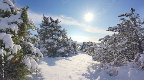 Snow and winter in mountain forest at daylight.