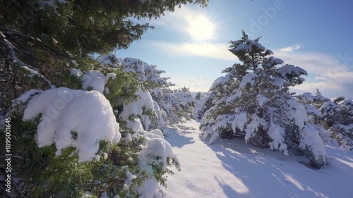 Snow and winter in mountain forest at daylight.