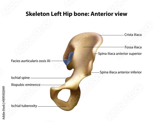 Anatomy ilium. Isolated vector illustration