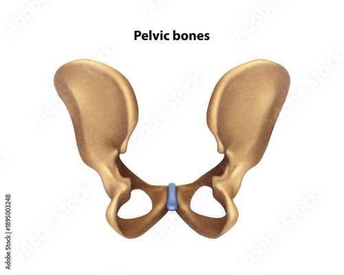 Pelvic bone. Isolated vector illustration