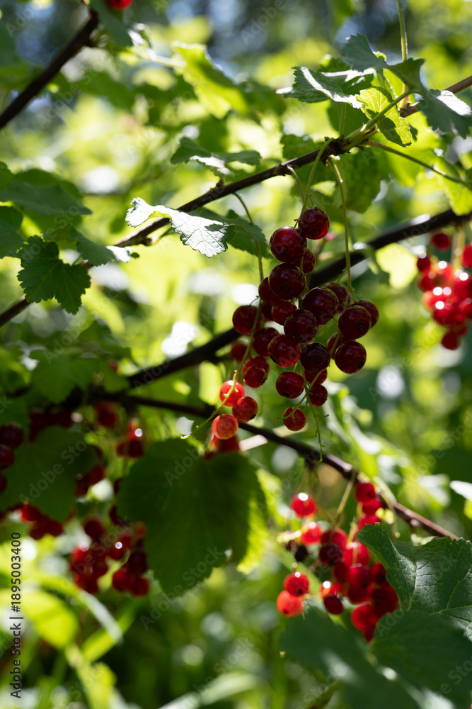 Obraz premium Red currants (Ribes rubrum L.)