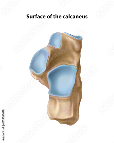 Surface calcaneus. Isolated vector illustration