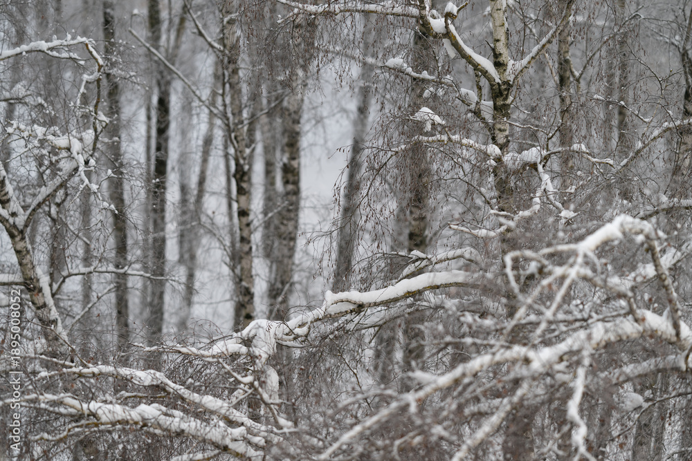 Fototapeta premium Snow covered birch branches closeup, seed clusters and thin trunks blurred, soft falling snow, muted monochrome palette, calm serene mood, ideal for nature editorial