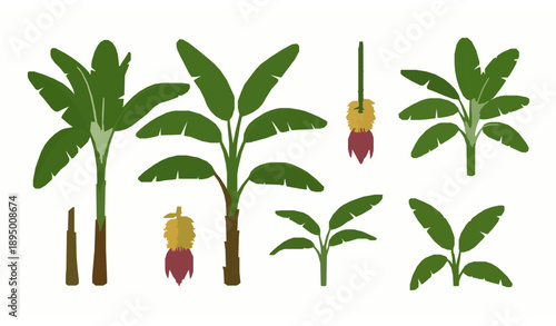 Banana palm tree vector set tropical plant with fruits isolated