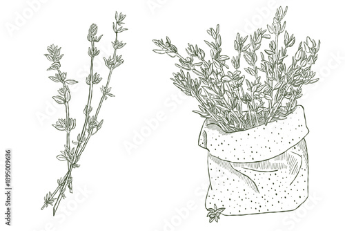 Thyme herb branches in bundle illustrated in vintage botanical engraving style