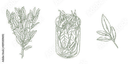 Black pepper branches with berries in glass jar illustrated in vintage botanical style