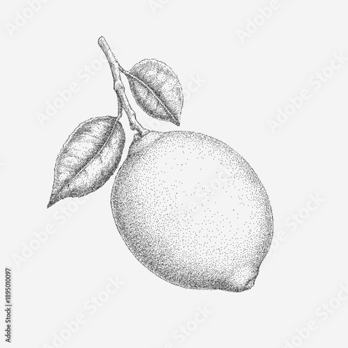 Sicilian lemon drawing with rough grain, scattered dust, faint scratches, worn edges and vintage paper grit with faded stains.