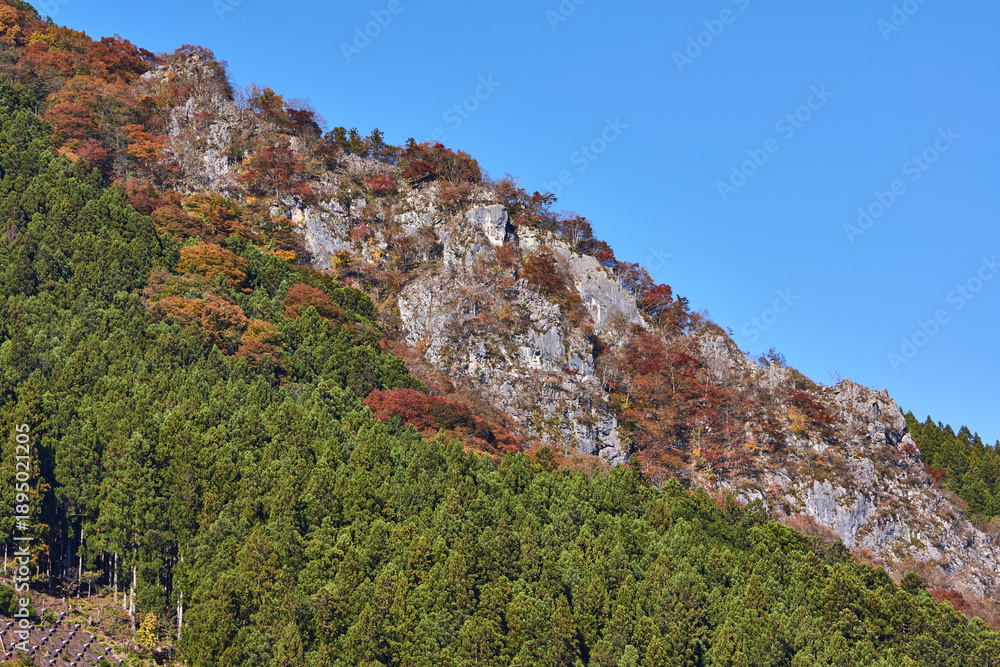 Obraz premium 埼玉県秩父 紅葉の山